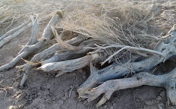 ۲ تن چوب تاغ قاچاق در محور فولاد محله-مازندران کشف شد