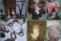 کشف گوشت و آثاری از ۵ گونه جانوری از منزل شکارچیان سمنانی