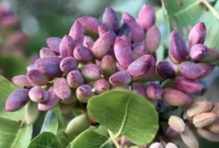 سود طلای سبز دامغان در جیب دلالان