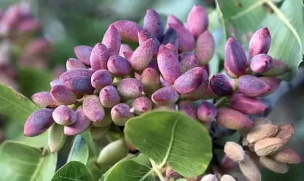 سود طلای سبز دامغان در جیب دلالان