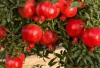 غربت یاقوت سرخ سمنان در بازار جهانی