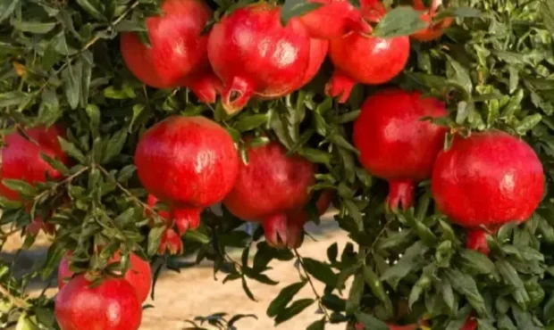 غربت یاقوت سرخ سمنان در بازار جهانی