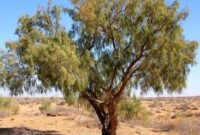 نبرد سبز سمنان با سوداگران چوب