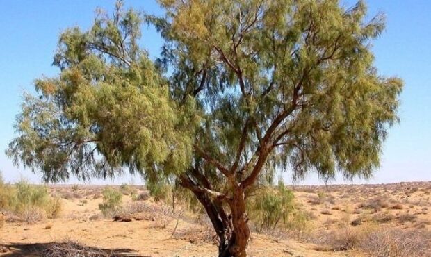 نبرد سبز سمنان با سوداگران چوب نبرد سبز سمنان با سوداگران چوب
