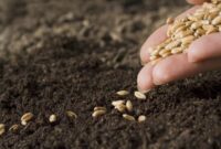 بوجاری و آماده‌سازی ۲۷ تن بذر گندم مرغوب در استان سمنان