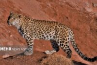 ثبت ۳ قلاده پلنگ در پارک ملی صیدوا؛ قوچ وحشی شکار شد