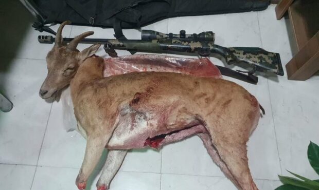 شکارچی متخلف در منطقه حفاظتشده پرور شهمیرزاد دستگیر شد شکارچی متخلف در منطقه حفاظتشده پرور شهمیرزاد دستگیر شد
