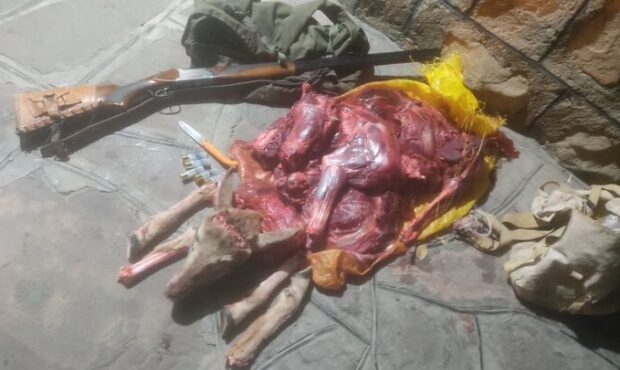 دستگیری ۳ شکارچی در پارک ملی صیدوا؛ قوچ وحشی شکار شد