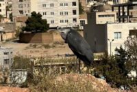 یوسف‌پور:حواصیل خاکستری در مهدیشهر مشاهده شد؛ ضرورت توجه به غنای زیستی