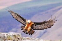 هما دوباره در صیدوا بال گشود؛ روایت یک ثبت نادر از کرکس استخوان‌خوار ایران