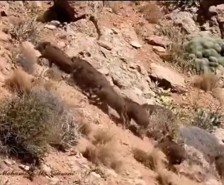 مشاهده دسته‌ای گراز در قرق اختصاصی جاشلوبار شهمیرزاد