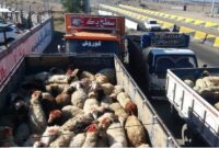 گشت‌های مشترک برای مقابله با قاچاق دام در مهدیشهر به‌صورت مستمر فعال شد