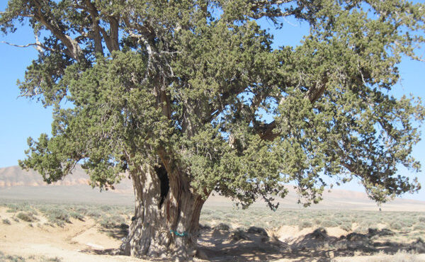 جمع‌آوری بذر گونه‌های جنگلی در کلاته‌رودبار با هدف حفاظت از طبیعت