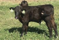 کشف ۱۶ رأس گوساله قاچاق در مهدیشهر کشف ۱۶ رأس گوساله قاچاق در مهدیشهر