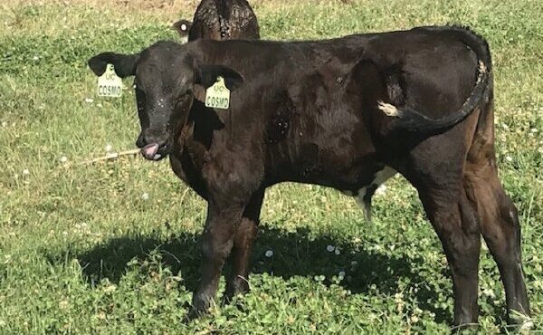 کشف ۱۶ رأس گوساله قاچاق در مهدیشهر