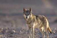 ثبت عبور گروهی گرگ‌ها در پارک ملی صیدوا