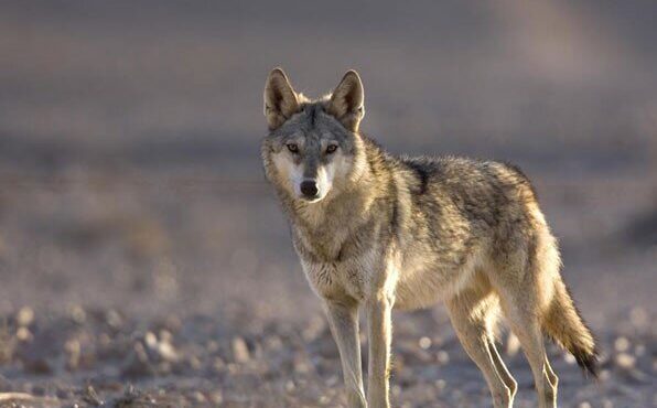 ثبت عبور گروهی گرگ‌ها در پارک ملی صیدوا