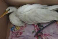 نجات لک‌لک مهاجر گرفتار در خزه‌های میدان دریادار همتی سمنان