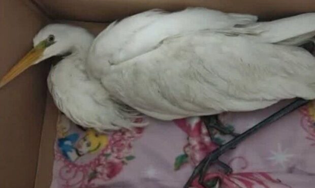 نجات لکلک مهاجر گرفتار در خزههای میدان دریادار همتی سمنان نجات لکلک مهاجر گرفتار در خزههای میدان دریادار همتی سمنان