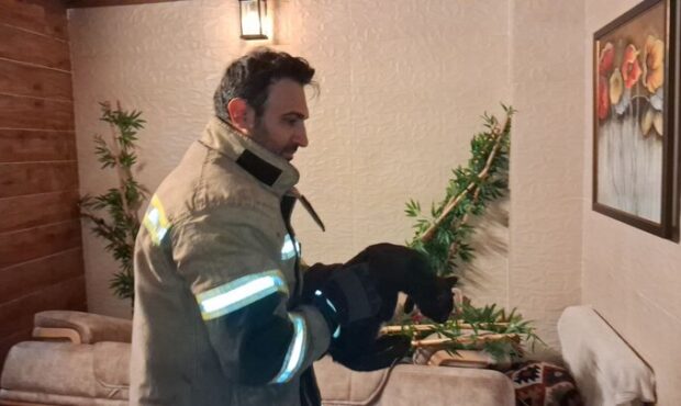 نجات ۳ قلاده گربه از چاه یک ساختمان نیمه‌کاره در سمنان