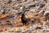 کل‌های زیبای وحشی در ییلاق پنو رؤیت شدند