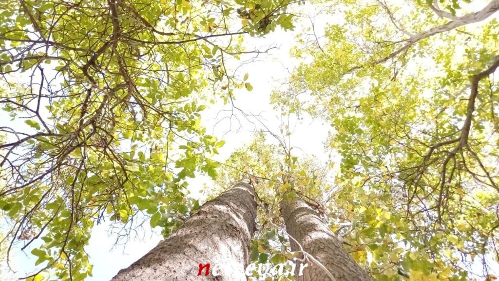 شهمیرزادِ هزاررنگ در آغوش پاییز