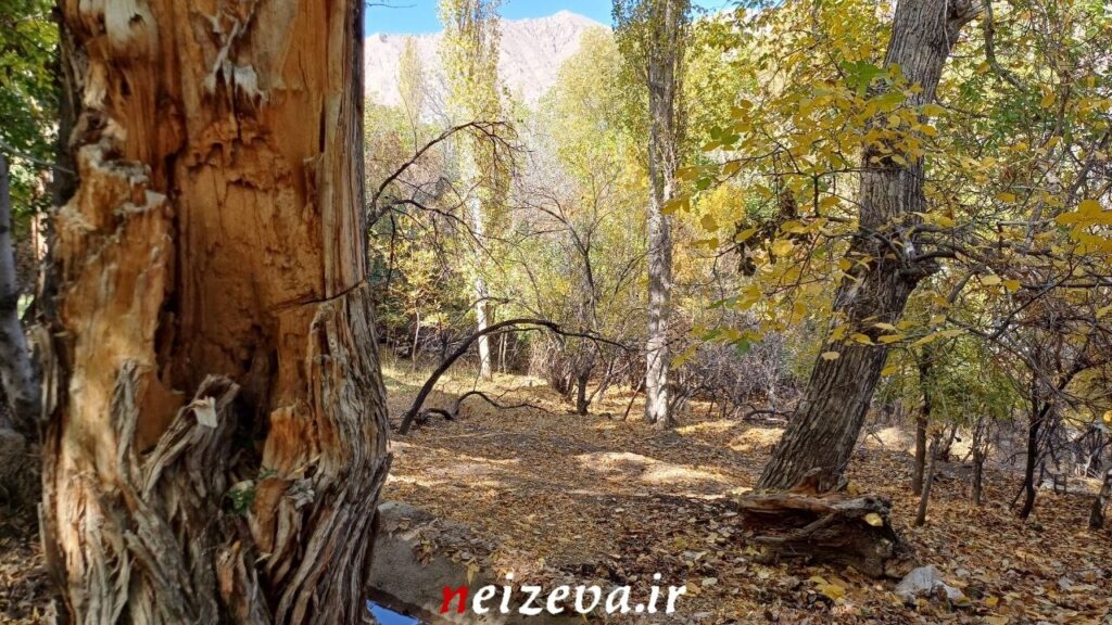 شهمیرزادِ هزاررنگ در آغوش پاییز