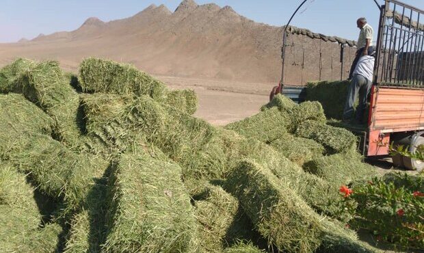 شهروندان شاهرودی پویش «نذر علوفه» راه‌اندازی کرده‌اند