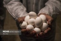 استان سمنان در چنگال بی‌تدبیری؛ افزایش ۸۰۰ درصدی قیمت تخم‌مرغ طی ۵ سال