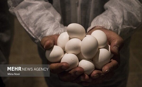 استان سمنان در چنگال بی‌تدبیری؛ افزایش ۸۰۰ درصدی قیمت تخم‌مرغ طی ۵ سال