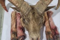 دستگیری شکارچیان متخلف و کشف لاشه گوسفند وحشی در شاهرود