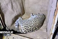 زنده‌گیری پلنگ نر در محدوده شمالی شهمیرزاد