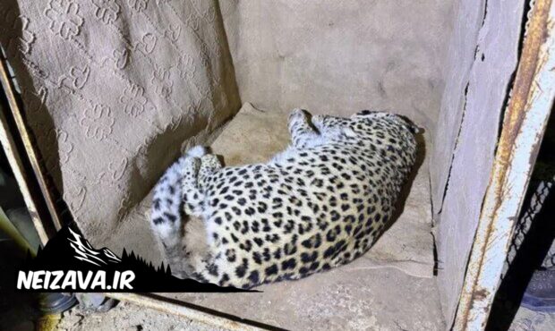 زنده‌گیری پلنگ نر در محدوده شمالی شهمیرزاد