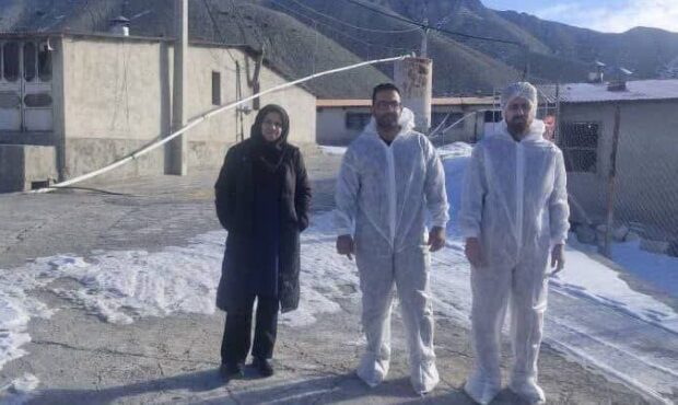 راستی‌آزمایی جوجه‌ریزی در مرغداری‌های مهدیشهر