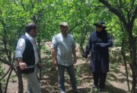 نظارت بر باغات و تردد دام در مهدیشهر