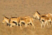 رگ حیات طبیعت سمنان در گروگان بی‌آبی است