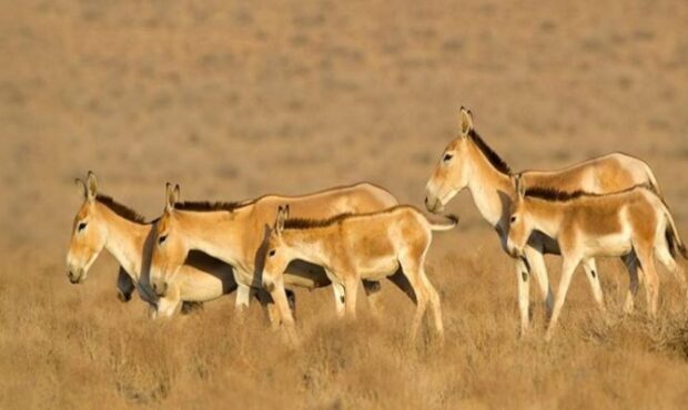رگ حیات طبیعت سمنان در گروگان بی‌آبی است
