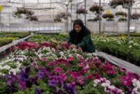 سمنان در مسیر تبدیل به قطب گلخانه‌ای کشور