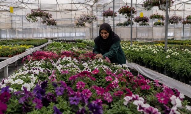 سمنان در مسیر تبدیل به قطب گلخانهای کشور سمنان در مسیر تبدیل به قطب گلخانهای کشور