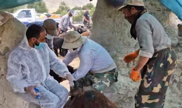 واکسیناسیون بیش از هزار رأس دام در منطقه سرلشت واکسیناسیون بیش از هزار رأس دام در منطقه سرلشت