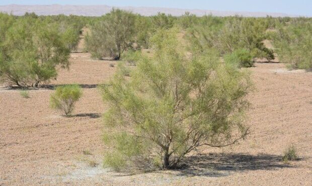 تاغزارهای سمنان زیر تیغ قاچاقچیان چوب؛ ردپای زغال در تخریب جنگل‌ها