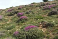 ۱۰۰ هکتار از مراتع رضاآباد بذرپاشی شد