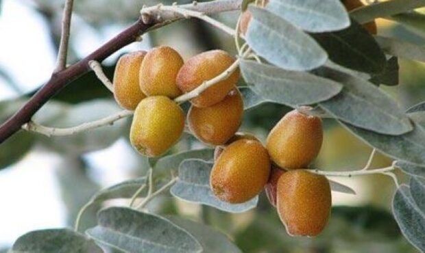 سنجد شاهرود؛ ظرفیت مغفول برای رونق اقتصاد روستا
